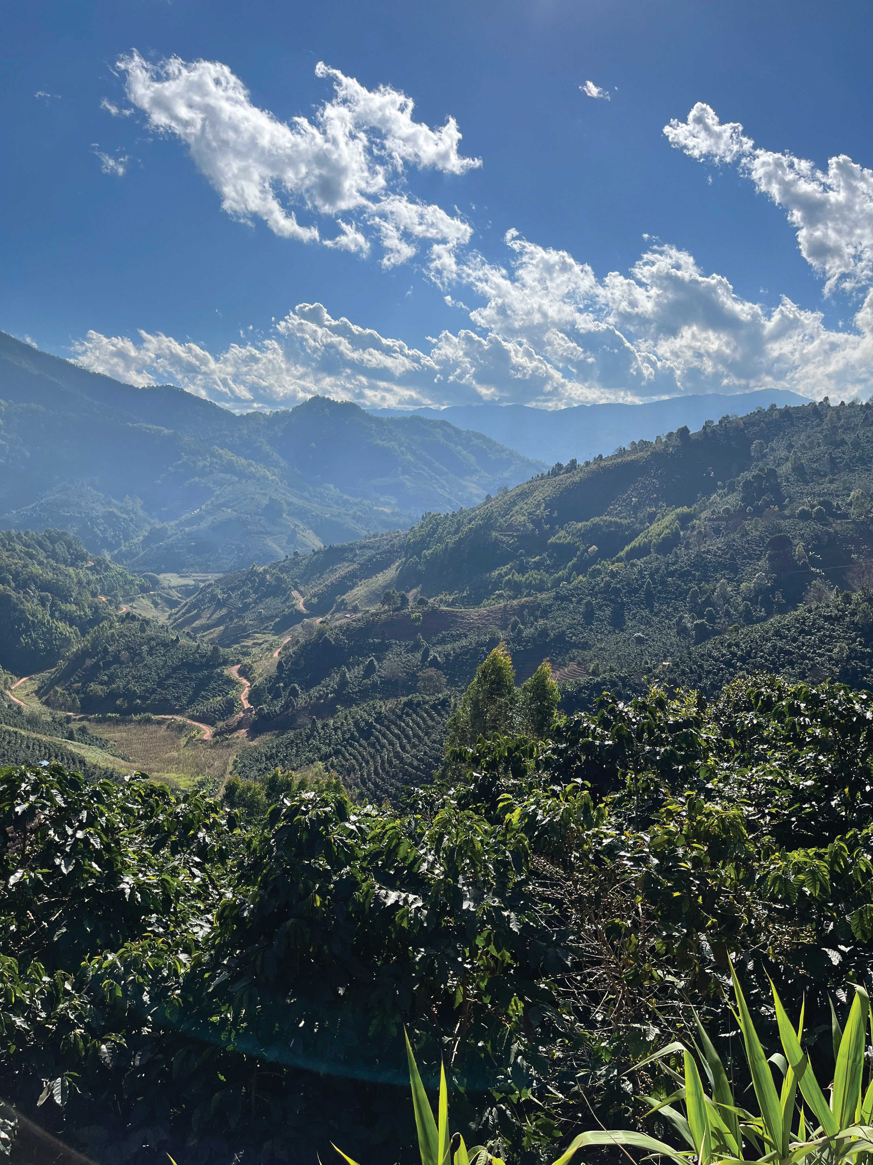 Old Quarter Coffee – specialty coffee subscriptions Australia – organic Southeast Asian, Indian, Southern China coffee beans – direct trade, roasted in Ballina NSW – ethical blends and single origins from Vietnam, Thailand, Myanmar, India, Sumatra, Yunnan Southern China, Laos – available online and in Ballina, Southport, Coolangatta, Murwillumbah cafes – best wholesale coffee Australia – wholesale coffee beans supplier – bulk coffee beans for cafes – buy coffee beans online