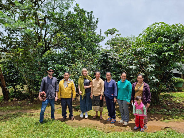 Laos Coffee Farm Update