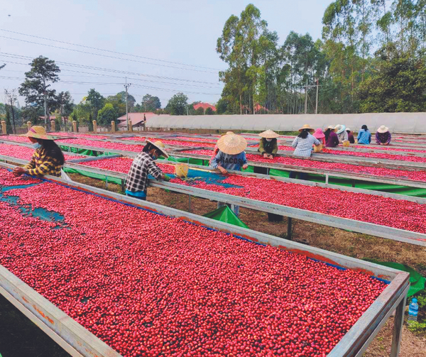 Our Fav Myanmar Coffee : The Danu