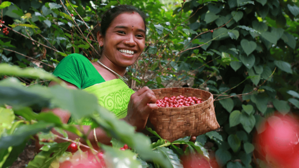 Introducing Our New Single Origin Coffee From India – K’ Sorbhu