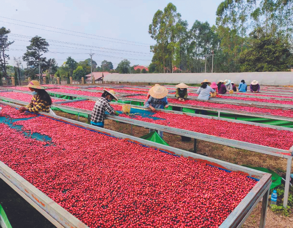 Old Quarter Coffee Merchants  - Ethical Organic Direct Trade Specialty Coffee Roasted in Ballina Australia - Rare Organic Specialty Coffee from Southeast Asia - Myanmar - Danu (Filter Roast) - Black Coffee - Danu Coffee Cherries drying in fields as workers attend to the process